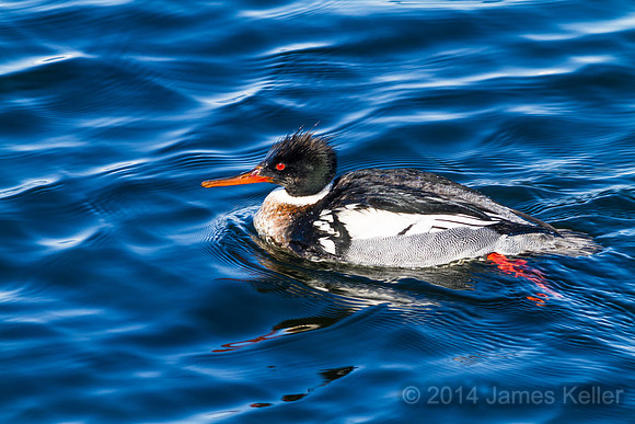Red-breasted Merganser