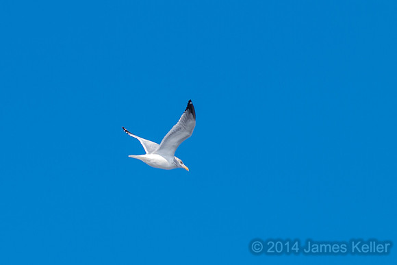 Herring Gull