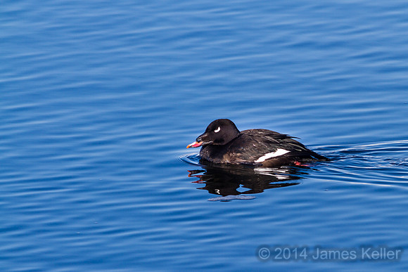 White-winged Scoter