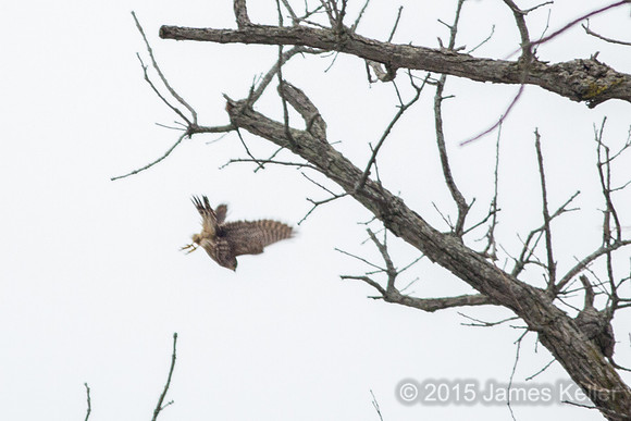 Merlin @ Potter Park