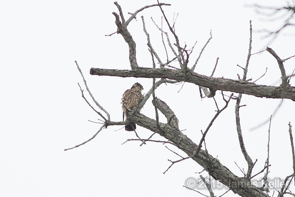Merlin @ Potter Park