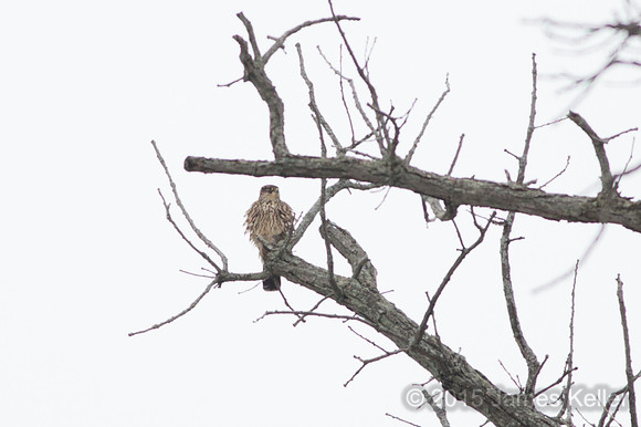 Merlin @ Potter Park