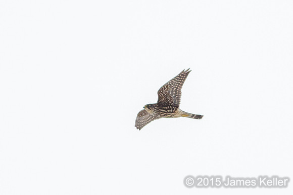 Merlin @ Potter Park