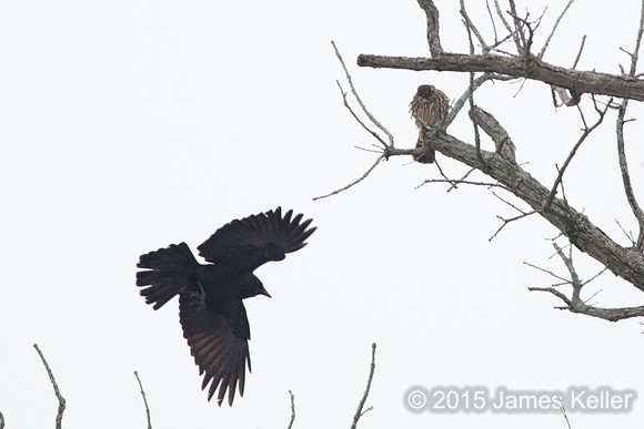 Merlin @ Potter Park