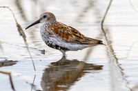 Dunlin - Shiawasee NWR