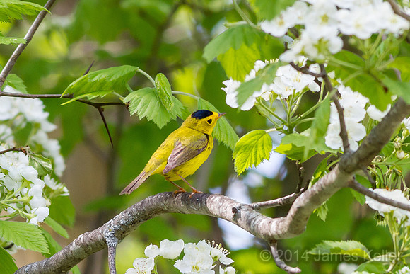 Wilson's Warbler