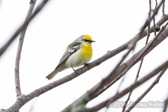 Hybrid Blue-winged/Golden-winged Warbler (Sleepy Hollow)