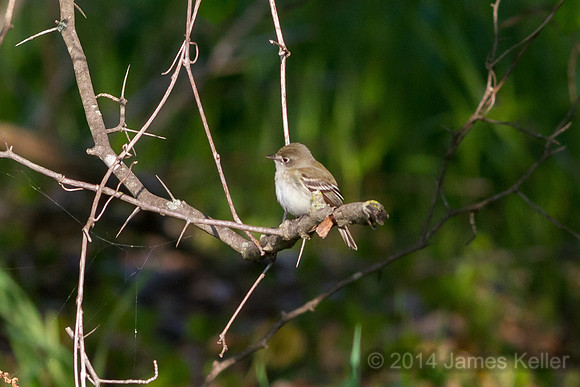 Least Flycatcher (MR SGA)
