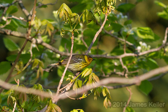 Cap May Warbler (MR SGA)