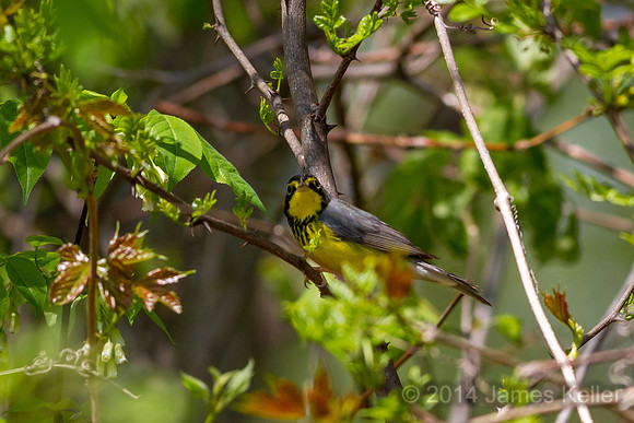 Canada Warbler (MR SGA)