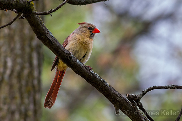 Cardinal (Sleepy Hollow)