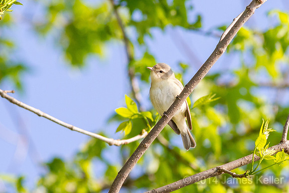 Warbling Vireo (MR SGA)