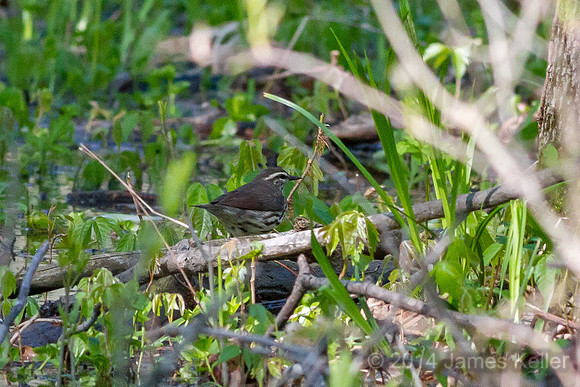 Louisiana Waterthrush (MR SGA)