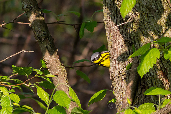 Magnolia Warbler (MR SGA)