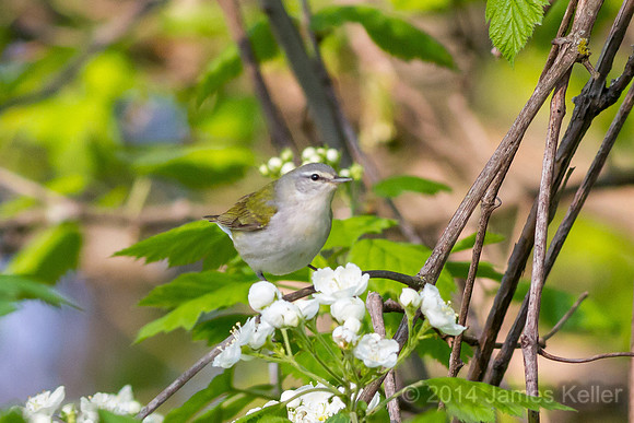 Tennessee Warbler (MR SGA)