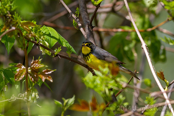 Canada Warbler (MR SGA)