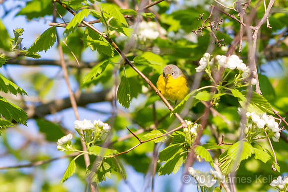 Nashville Warbler (MR SGA)