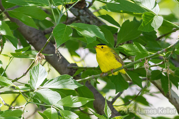 Wilson's Warbler (MR SGA)
