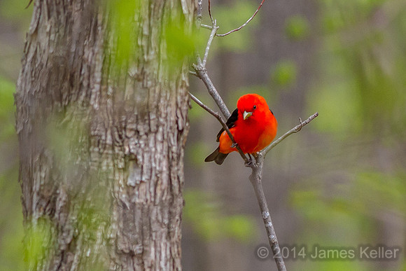 Scarlet Tanager (Sleepy Hollow)