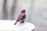 Finch
