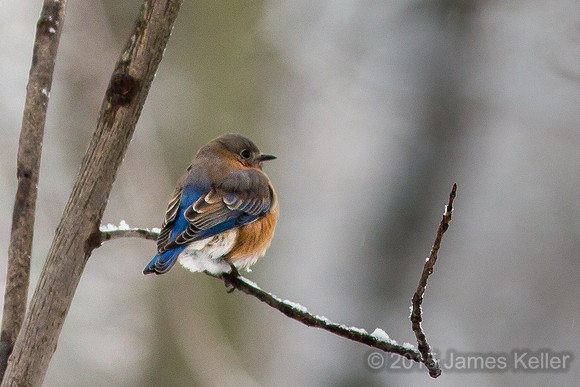 Bluebird