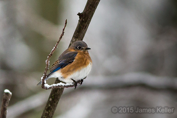 Bluebird