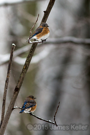 Blubird