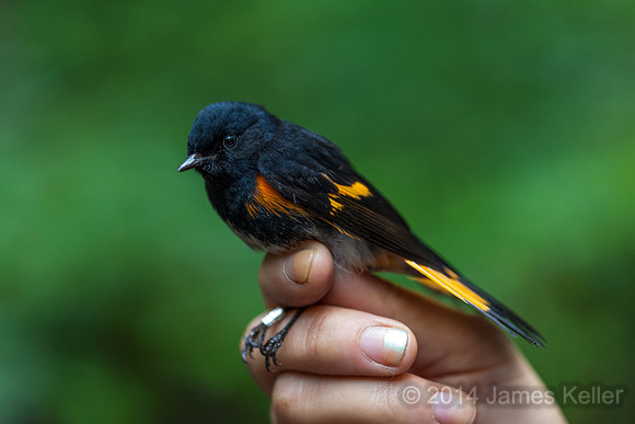 American Redstart