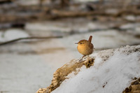 Winter Wren