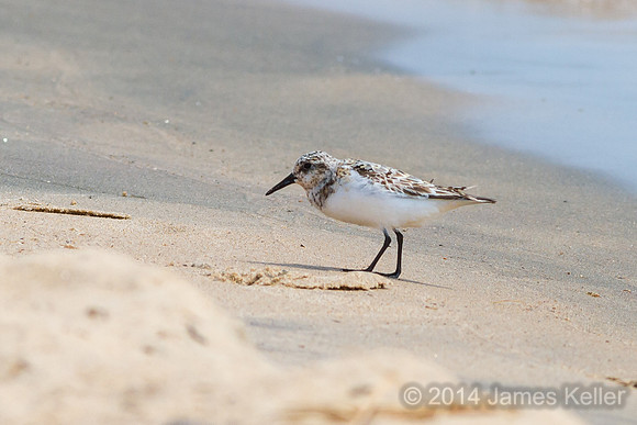 Sanderling