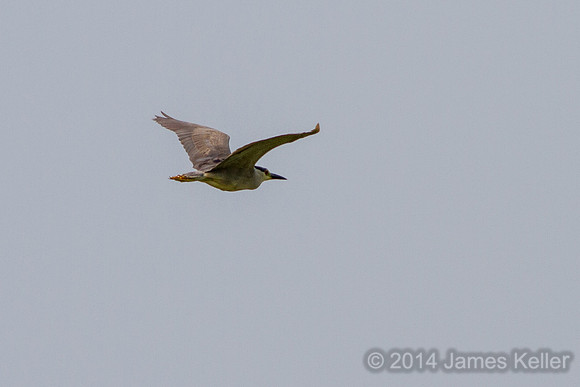 Black-crowned Night Heron