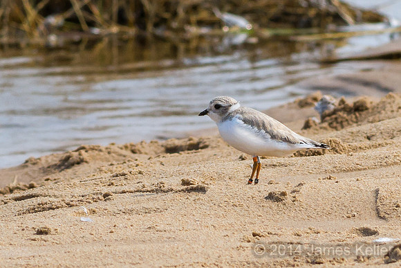 Piping Plover