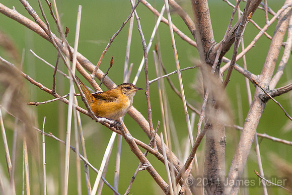 Sedge Wren