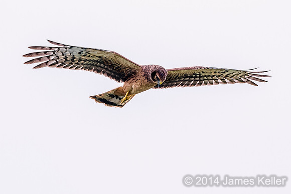 Northern Harrier