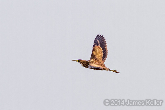 American Bittern