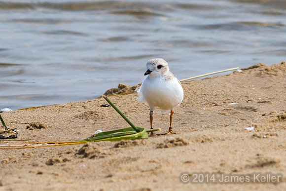 Piping Plover