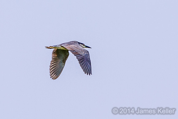 Black-crowned Night Heron