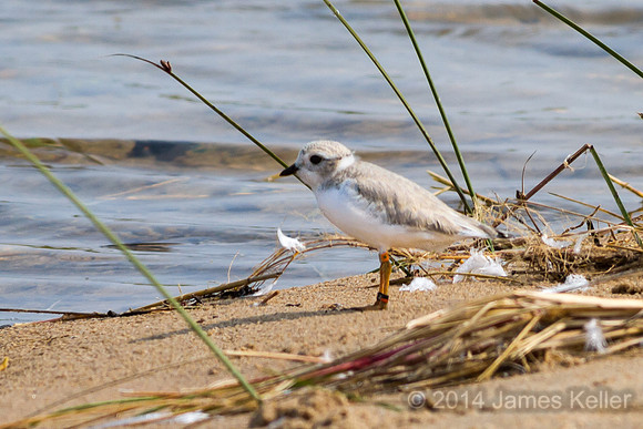 Piping Plover