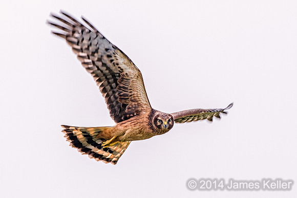 Northern Harrier