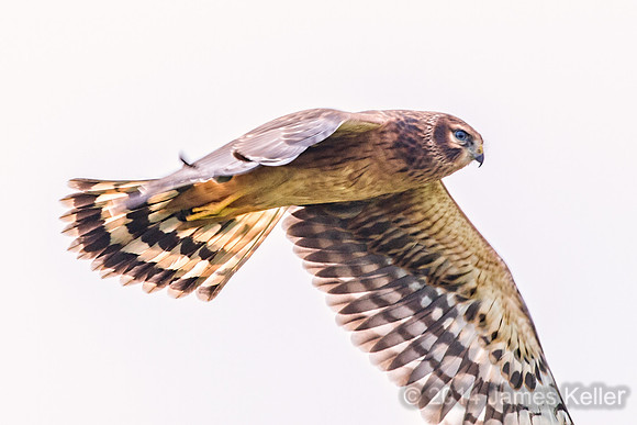 Northern Harrier