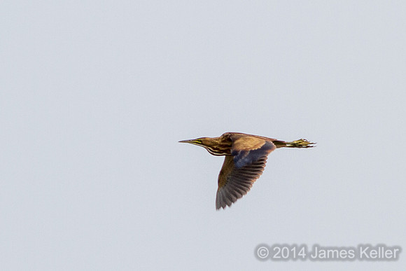American Bittern