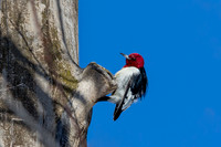 RH Woodpecker
