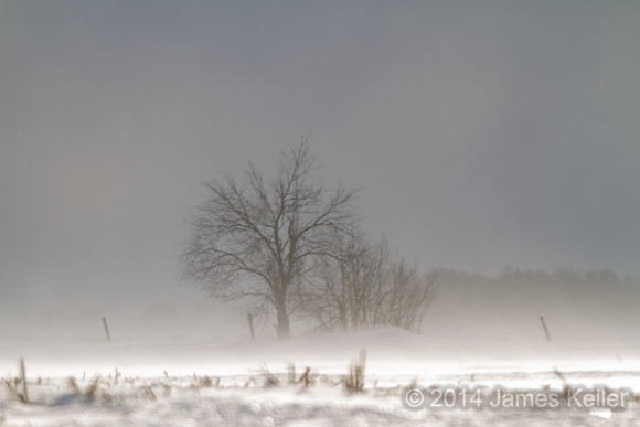 Lone tree 1.