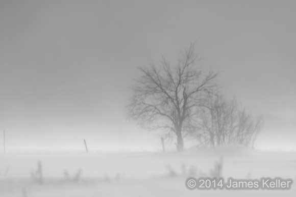 Lone Tree 2.