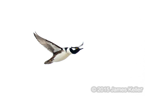 Hooded Merganser