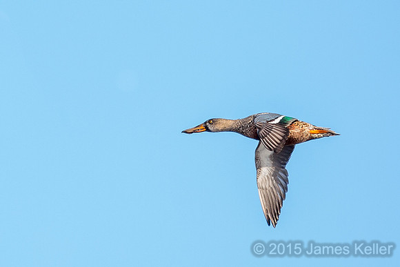 Northern Shoveler