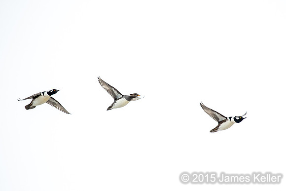 Hooded Merganser