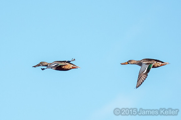 Northern Shoveler