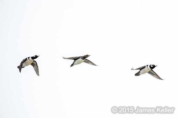 Hooded Merganser
