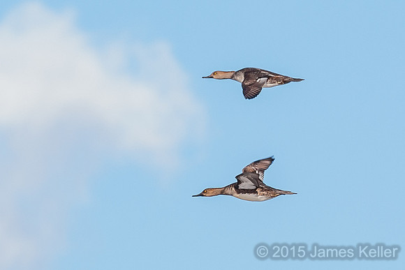 Hooded Merganser